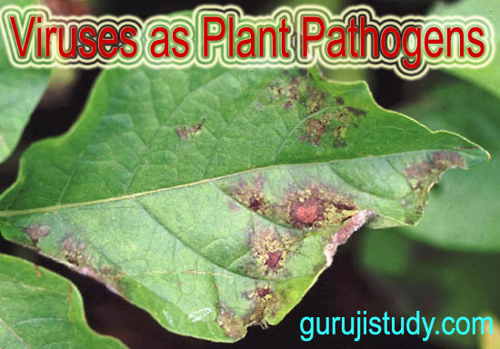 BSc Viruses as Plant Pathogens Notes Study Material